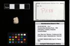 Foto (Objekt + Etikett) von Goniodromites bidentatus (Reuss, 1858)  (NHMW-GEO-2014-0194-0188)